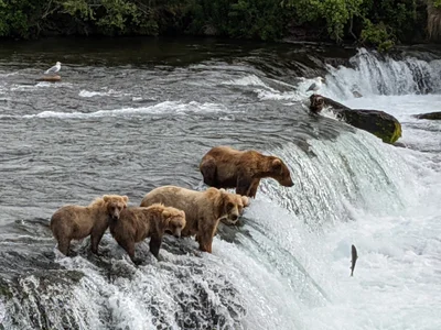 Katmai National Park and Preserve - Photo 2