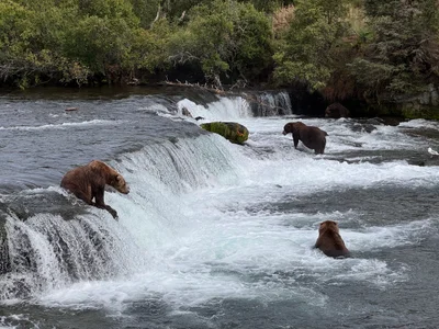 Katmai National Park and Preserve - Photo 5