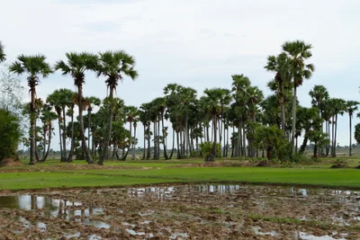 Svay Rieng - Photo 2