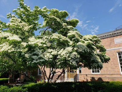 Princeton - Photo 3