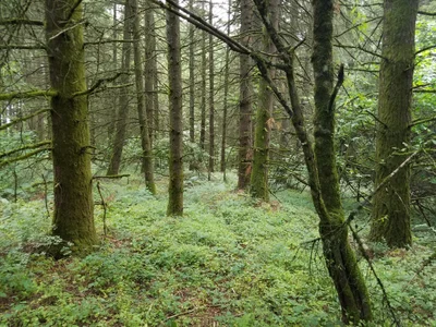 Sherwood - Photo 2