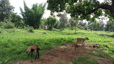 Latehar - Photo 5