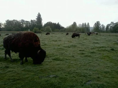 Forest Grove - Photo 5