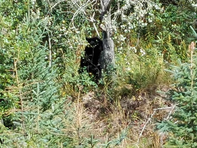 Burns Lake - Photo 2