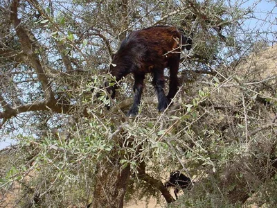 Ounagha - Photo 5