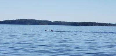 Salt Spring Island Electoral Area - Photo 5