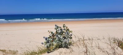 Landes - Photo 4
