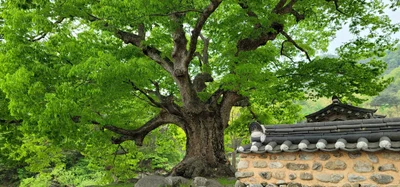 Hapcheon-Gun - Photo 4