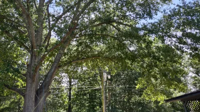 Hattiesburg - Photo 4
