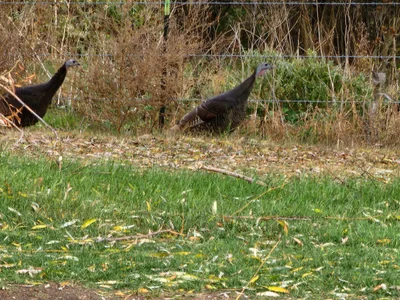 Eagle - Photo 3