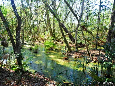 Fruitland Park - Photo 3