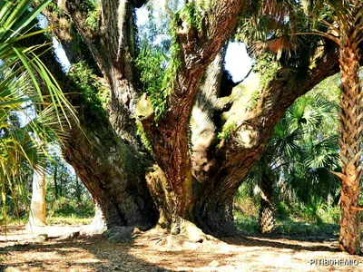 Fruitland Park - Photo 4