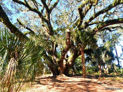 Fruitland Park - Photo 5