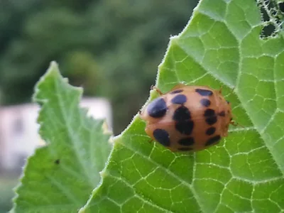 Clover - Photo 2