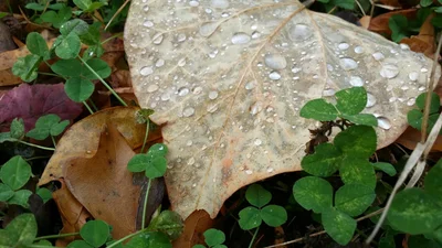 Clover - Photo 4