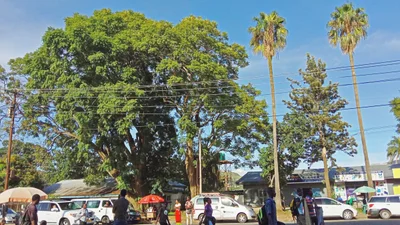 Limbe - Photo 5