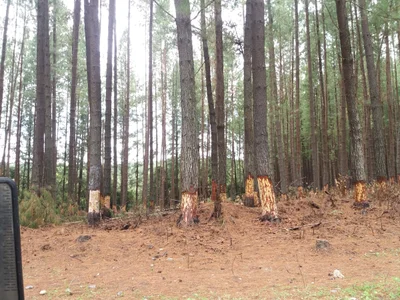 Cajibio - Photo 3