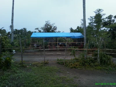 Pili - Photo 4