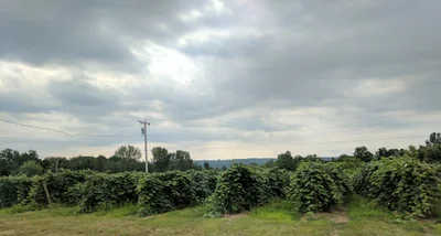 Town of Ripley - Photo 4