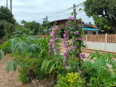Surin - Photo 2
