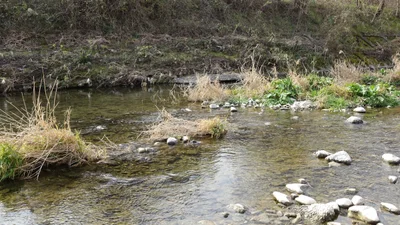 Awa - Photo 2