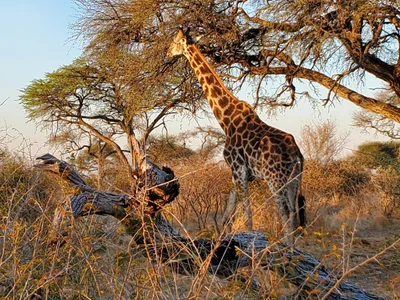 Makgadikgadi Pans National Park - Photo 4