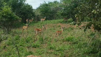 Shimoni - Photo 5