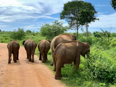 Udawalawe National Park - Photo 2