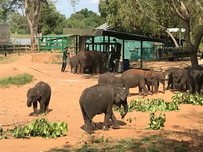 Udawalawe National Park - Photo 5