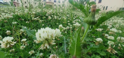 Gujranwala - Photo 3