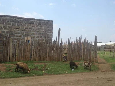 Njoro - Photo 3