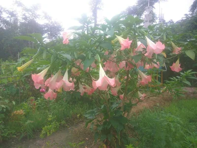 Bishnupur District - Photo 4