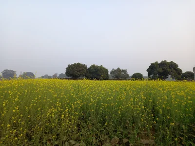 Chatra - Photo 5