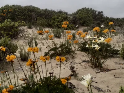 Vallenar - Photo 3
