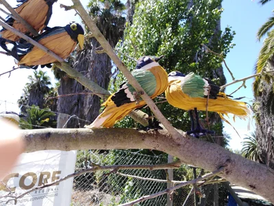 Pichidegua - Photo 4