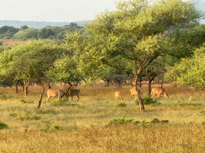 Gir National Park - Photo 2