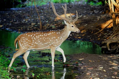 Gir National Park - Photo 5