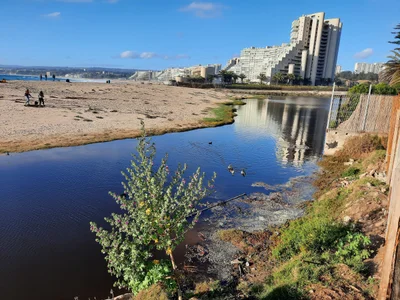 Algarrobo - Photo 3