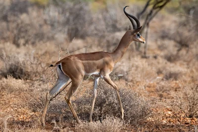 Samburu District - Photo 2