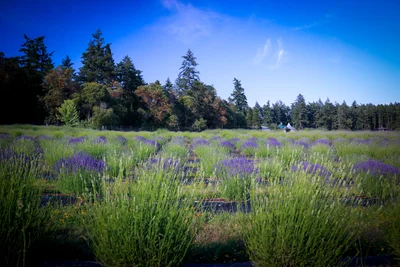 San Juan Islands - Photo 3