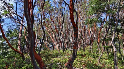 San Juan Islands - Photo 4