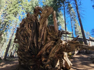 Sequoia and Kings Canyon National Park - Photo 3