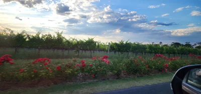 Coonawarra - Photo 2