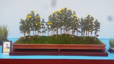 Hampyeong-gun - Photo 5
