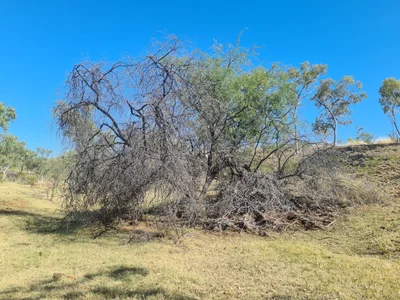 Cloncurry - Photo 3