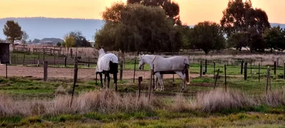 Lancefield - Photo 5