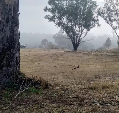 Warialda - Photo 2