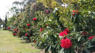Blackheath - Photo 5