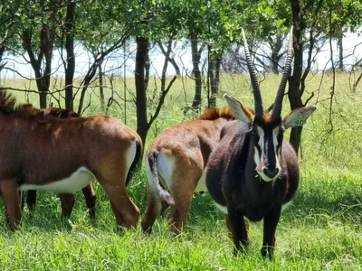 Waterberg - Photo 2