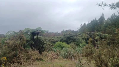 Hikurangi - Photo 2
